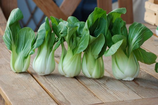 Pak-choy cabbage: useful properties and cultivation features