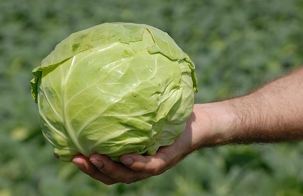 Cabbage Pandion F1