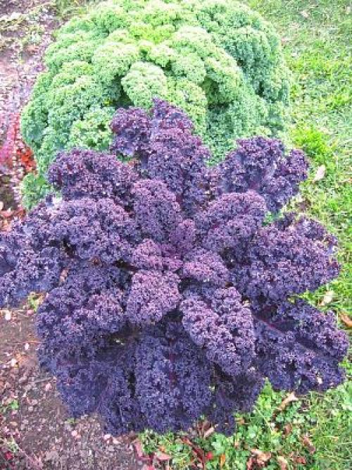 Redborne cabbage recipes. Features of growing redborough collard f1
