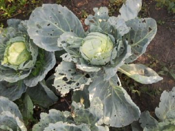 Cabbage with cruciferous flea