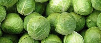 Cabbage variety Westri