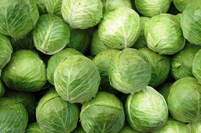 Cabbage variety Westri
