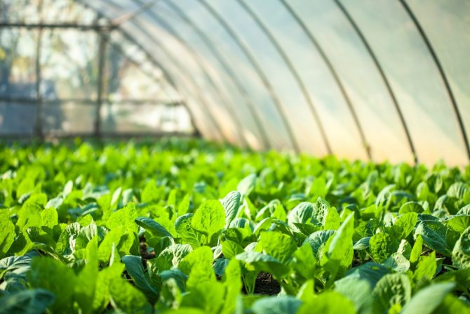 Zelí ve skleníku: sazenice, pěstování