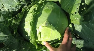 do-it-yourself cabbage