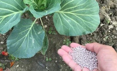 cabbage fertilizer7