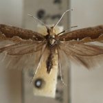 Caboth moth: kung paano makipaglaban, mabisang mga remedyo