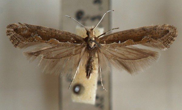 Cabbage moth: how to fight, effective remedies