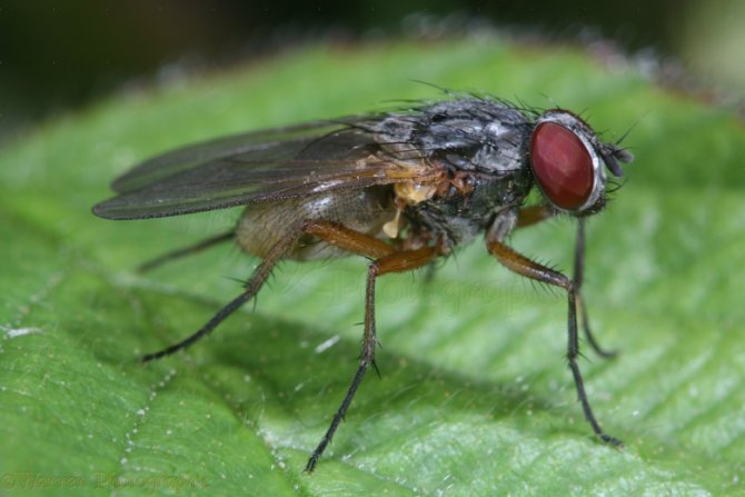 Зелевата муха досажда на градинарите още от първите дни на полевата работа