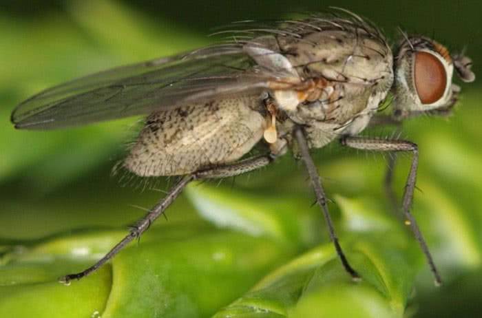 Summer cabbage fly