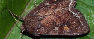 Kålskopa - liten icke-beskrivande brun fjäril