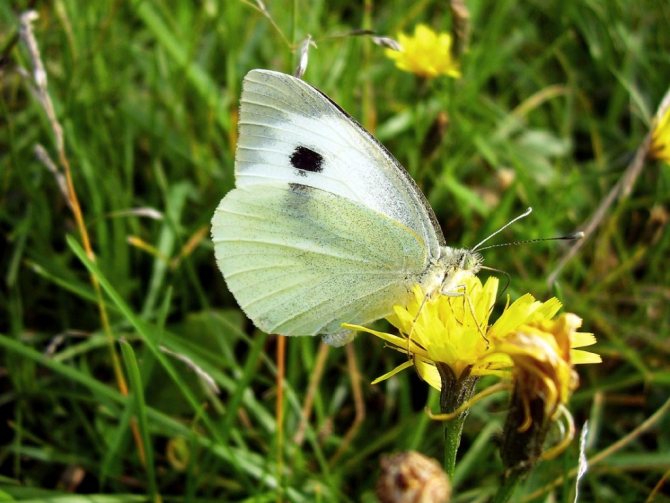 Bílé zelí. Butterfly.jpg