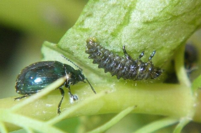 Зелен листен бръмбар
