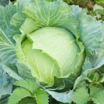 Cabbage variety Slava 1305