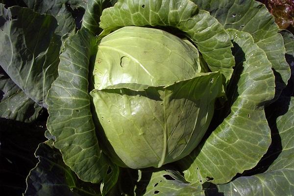 cabbage for salad