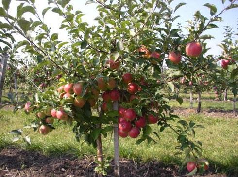 dwarf apple tree