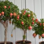 Dwarf Trees for Home: photos, types, description and care