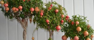 Dwarf Trees for Home: photos, types, description and care