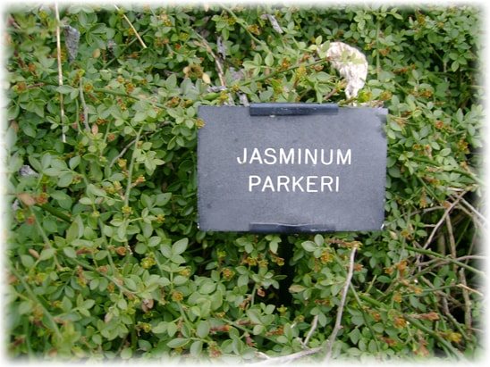 Pitic (Jasminum parkeri)