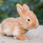 الأرنب القزم - وصف لمدى عيش الحيوانات الأليفة ، إيجابيات وسلبيات ، السلالات الرئيسية