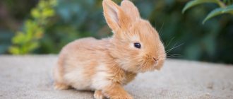 Dwarf rabbit - description of how long pets live, pros and cons, main breeds