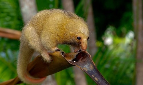 pygmé anteater