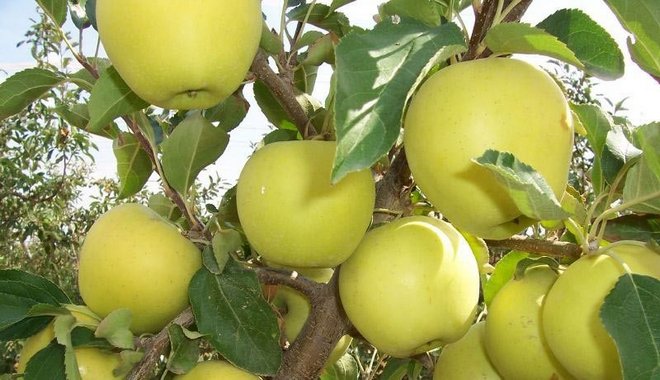 Trpasličí odrůda jablek