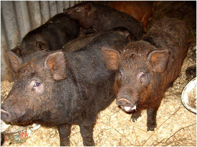 каралска порода свине