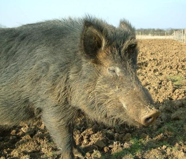 pig breed karals