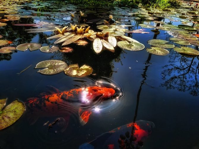 Ikan Koi membentuk "gabungan" di kolam, dapat mengenali pemiliknya dan suka mengambil makanan terus dari tangan mereka.