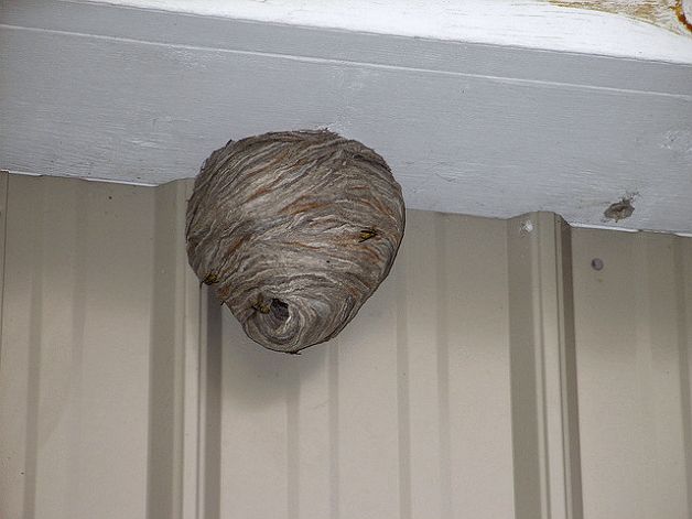 wasp nest pictures