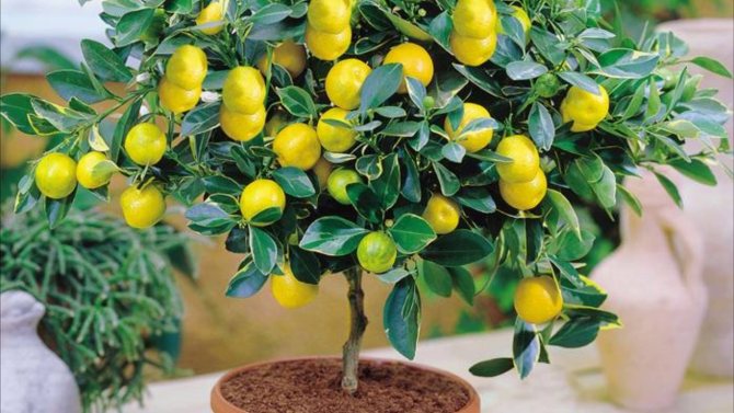 Obrázky na vyžádání Domácí citron - ozdobte si svůj domov