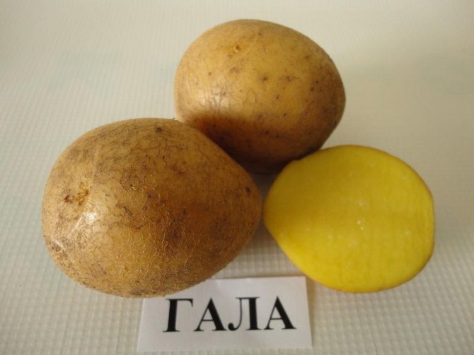 potato gala