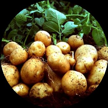 Potatoes - home