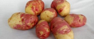 תפוחי אדמה איוון דה מריה