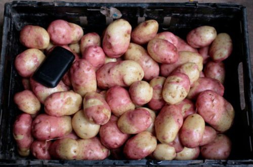 Patatas na si Ivan da Marya sa isang kahon
