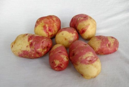 Pommes de terre Ivan da Marya
