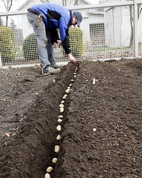 Potatoes on the ground, planting