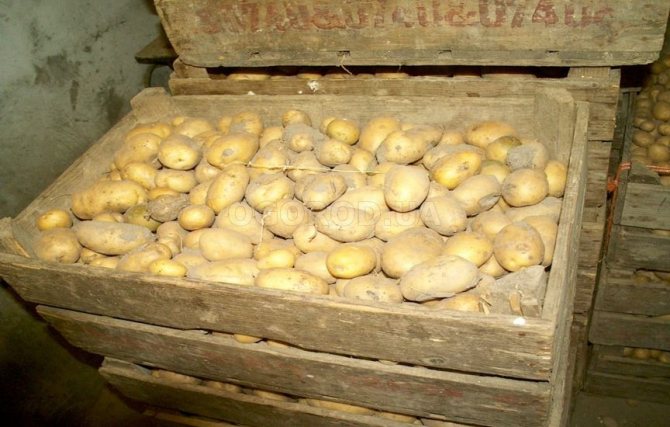 Potatoes Nevsky - variety description, photos, reviews