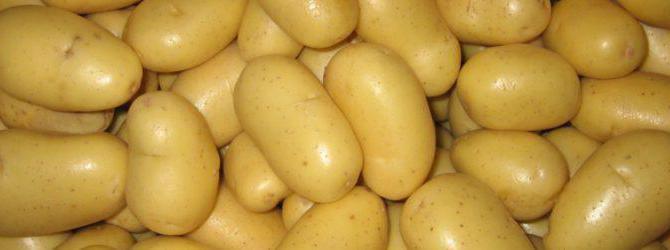 Scarb potatis sort beskrivning foto recensioner