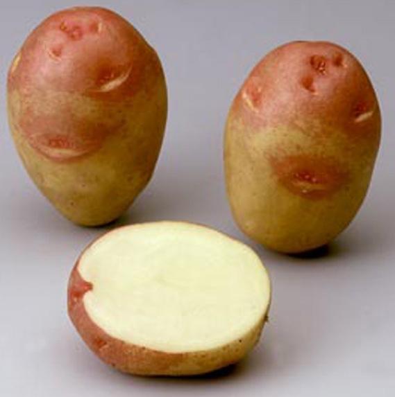 Mga varieties ng patatas na si Ivan da Marya