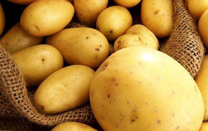 Riviera potatis - beskrivning av sorten, plantering, odling och vård, recensioner - Shashlykoff