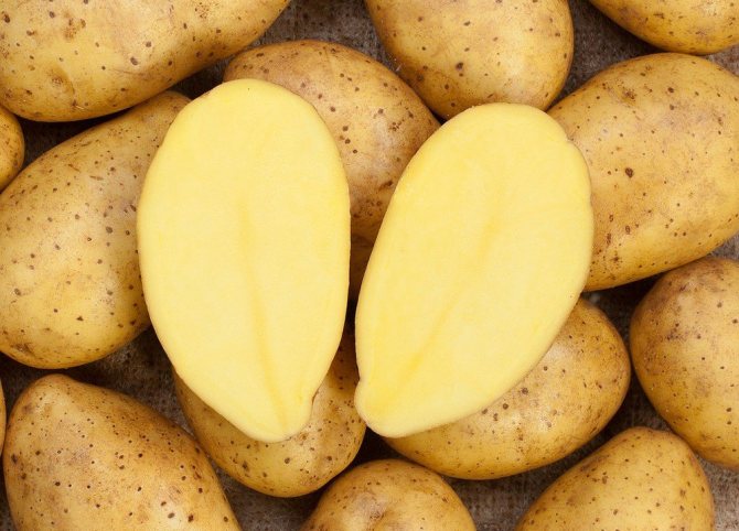 Zecura potatis