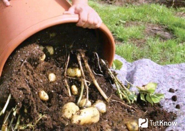 Картофи в бъчва