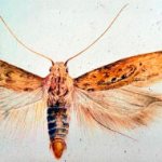 Potato moth and its larvae destroying potatoes