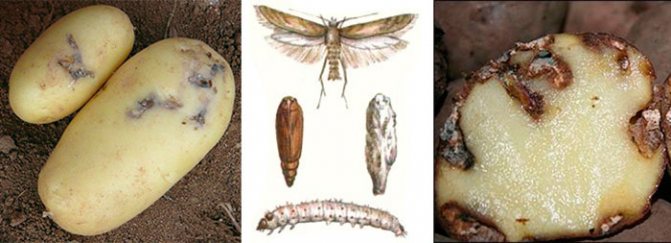 Potato moth - methods of control and destruction