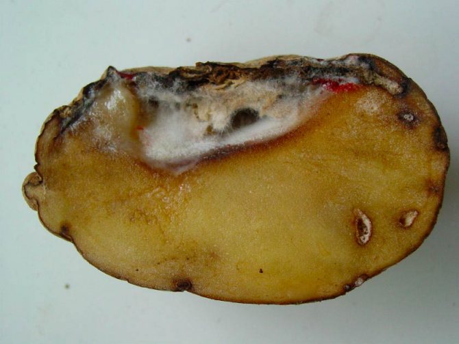 Potato tuber with fusarium