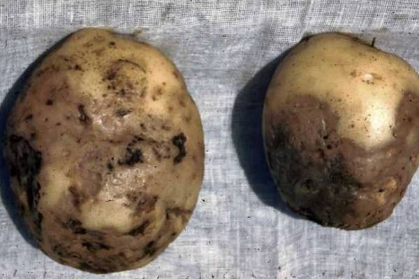 Priežastyje bulvės yra juodos