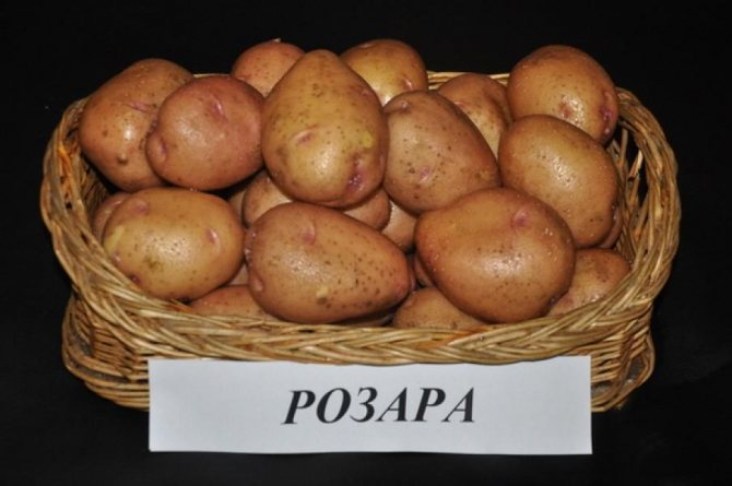 patatas ng rosara