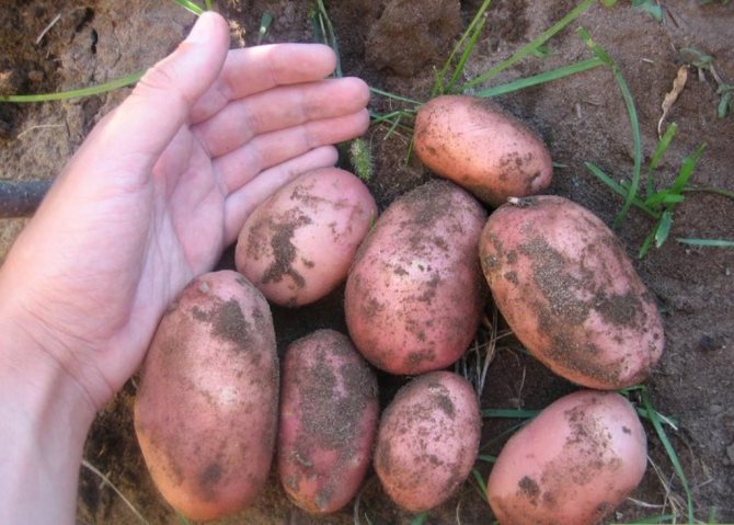 potato in hand