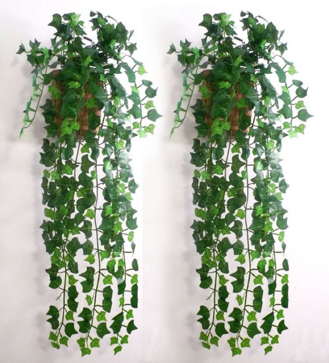 Planter med murgröna på den vita väggen på korridoren